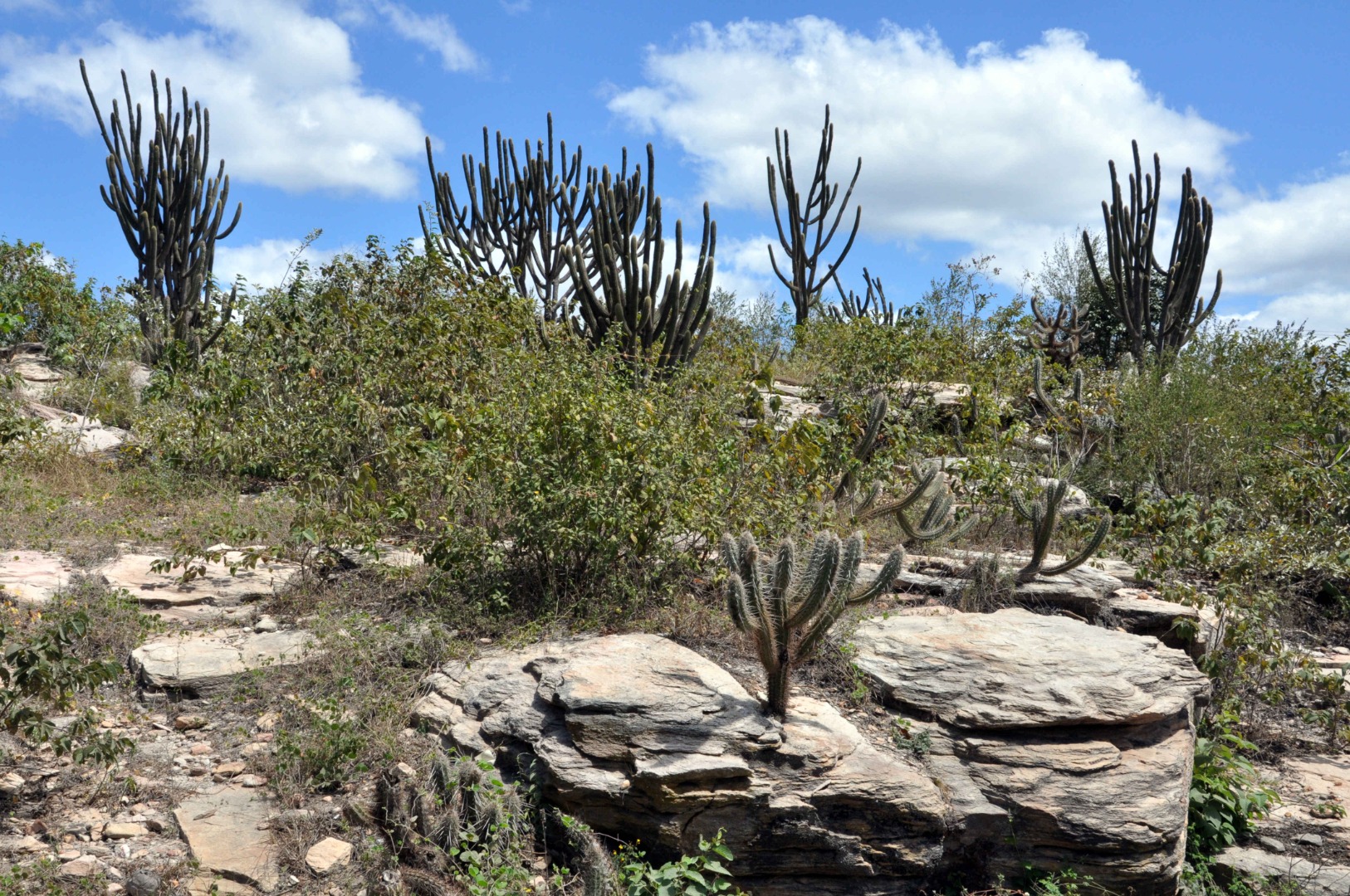 sertão paraibano © Antonio David (1).jpg