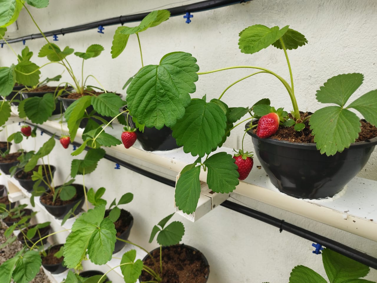 Horta hidropônica da unidade prisional de Sapé - Josélio Carneiro (1).jpeg