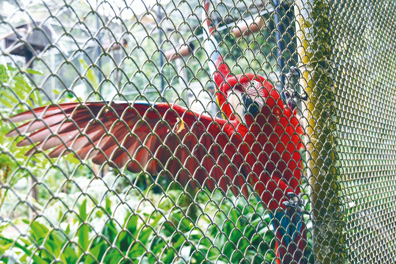 2024.11.06_aves apreendidas © roberto guedes (54).JPG