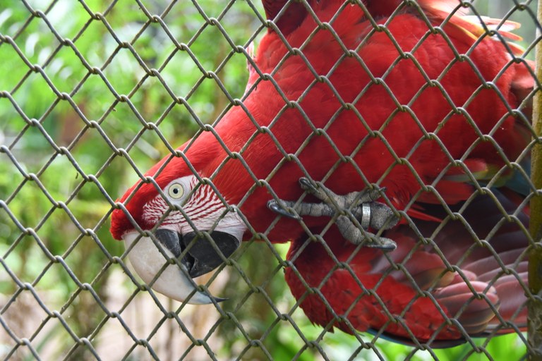 2024.11.06_aves apreendidas © roberto guedes (58).JPG