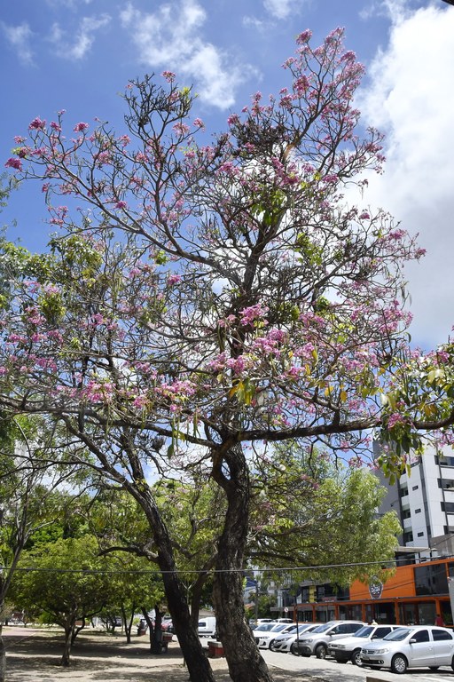 O Ipê rosa, nativo de El Salvador, se adaptou muito bem à temperatura da capital