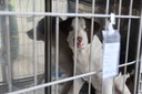 2025.07.30_hospital pet © Roberto Guedes (58).JPG