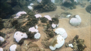 corais Foto Profa Christine Eloy IFPB.png