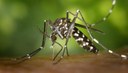 170508_aedes_dstq-794x458.jpg