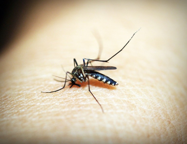 mosquito-dengue Foto Pixabay.jpg