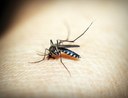mosquito-dengue Foto Pixabay.jpg