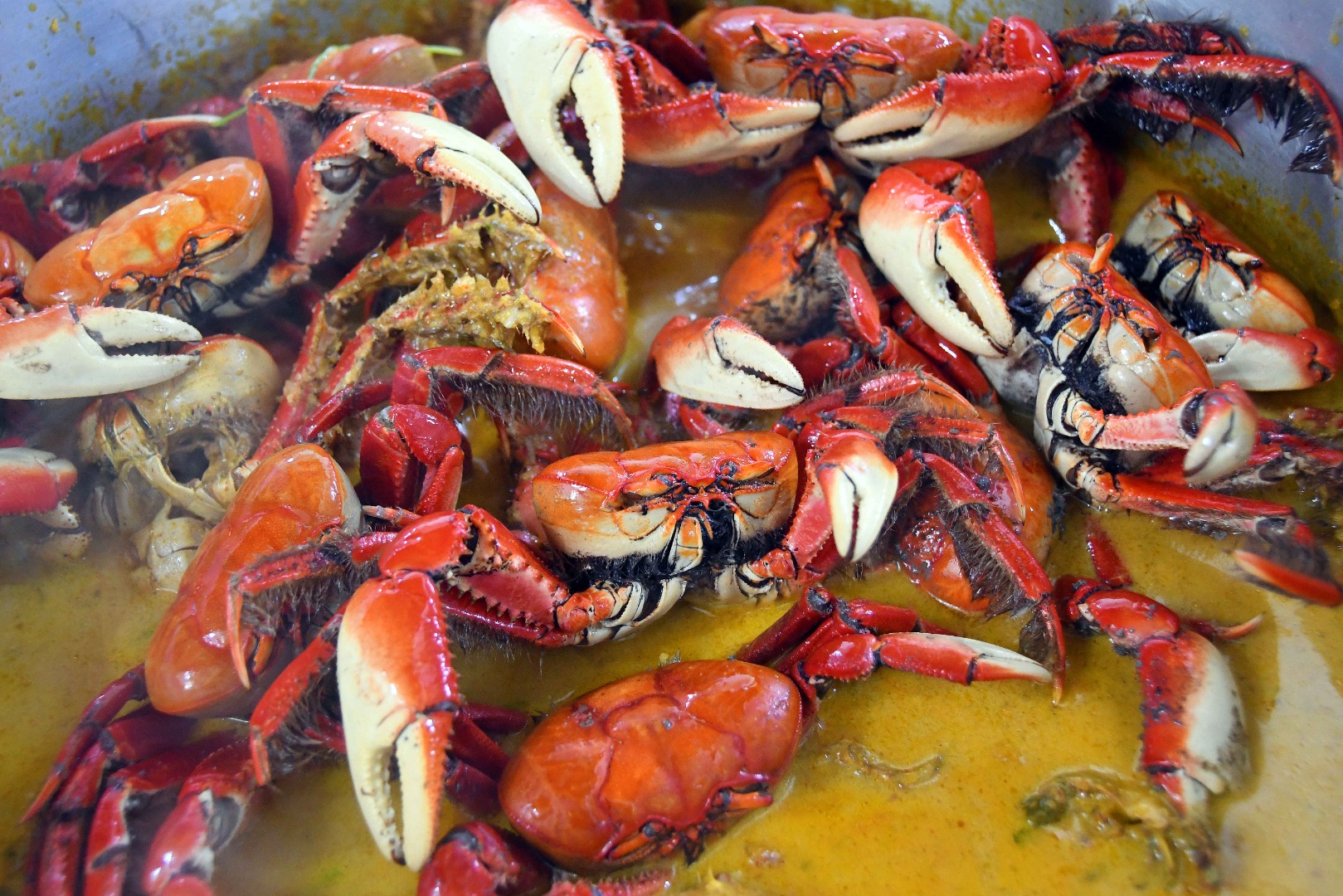 Carangueijo - UÇA_F. Evandro (2).JPG