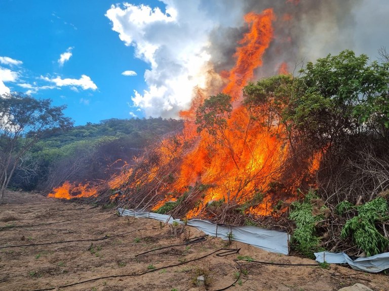 Maconha incinerada.jpeg