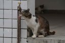 2024.09.2024 Gato © Carlos Rodrigo (1).JPG