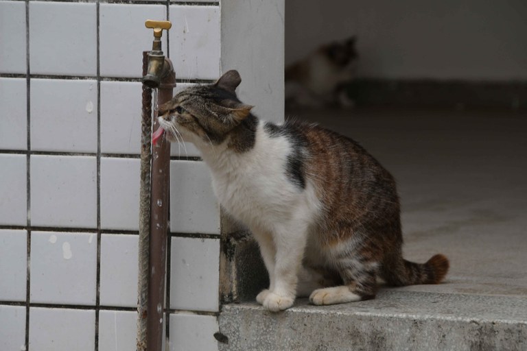 2024.09.2024 Gato © Carlos Rodrigo (1).JPG