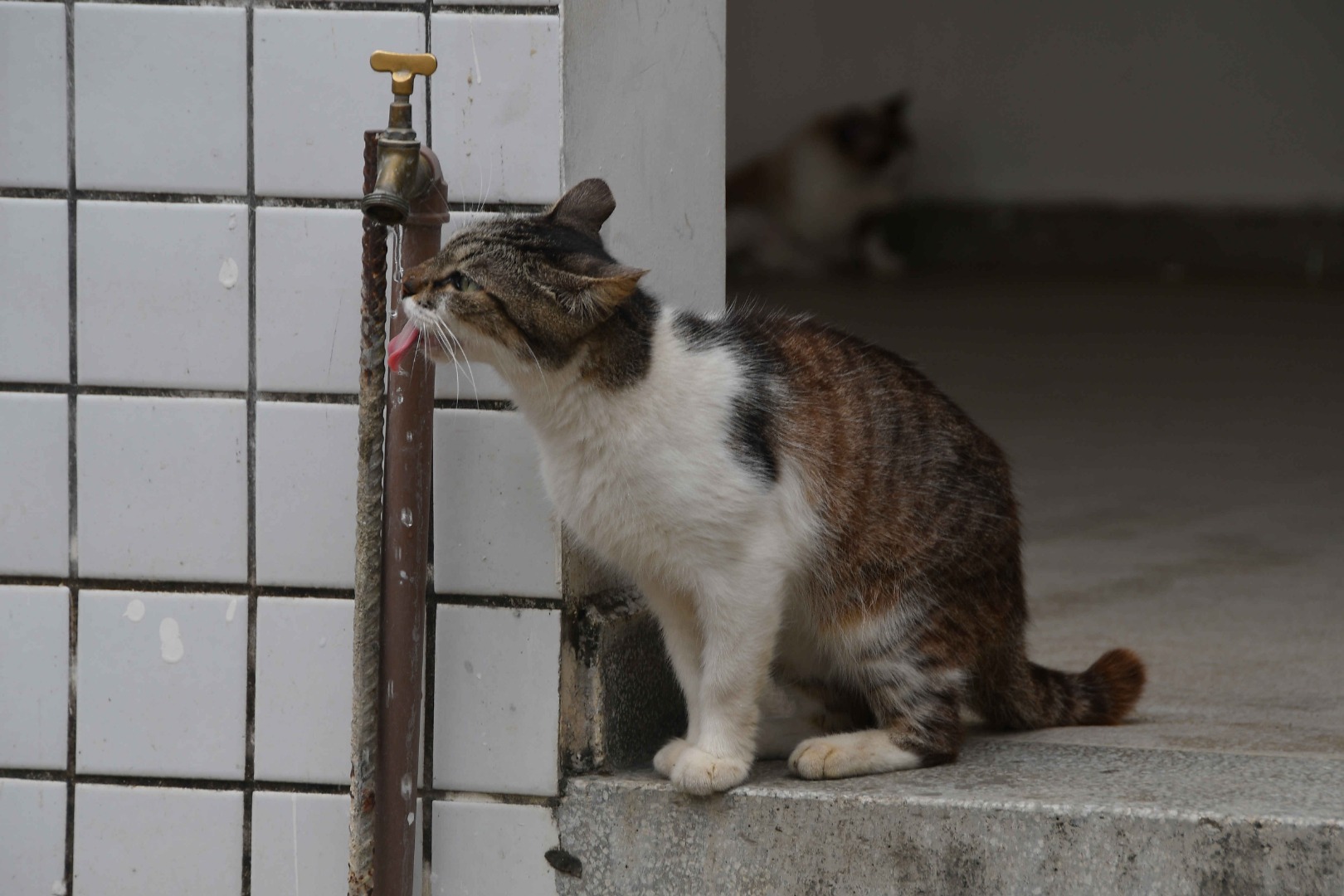 2024.09.2024 Gato © Carlos Rodrigo (1).JPG