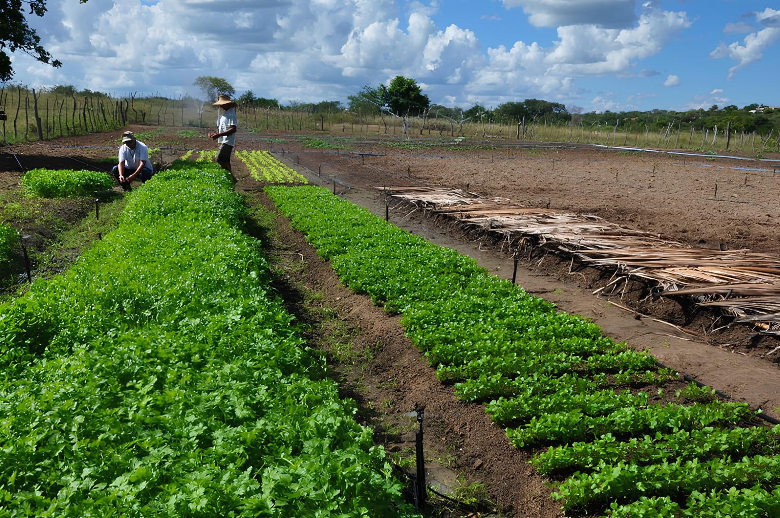 Agricultura © Divulgacao_Secom-PB (1).jpeg