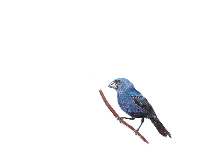 só azulão_page-0001.jpg