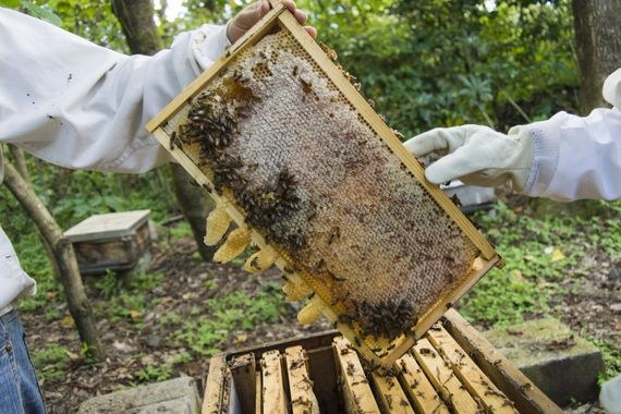 apicultura.jpg
