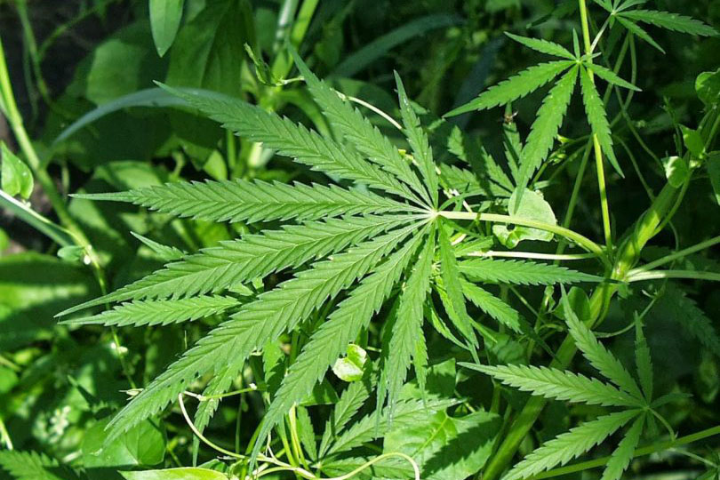 Maconha