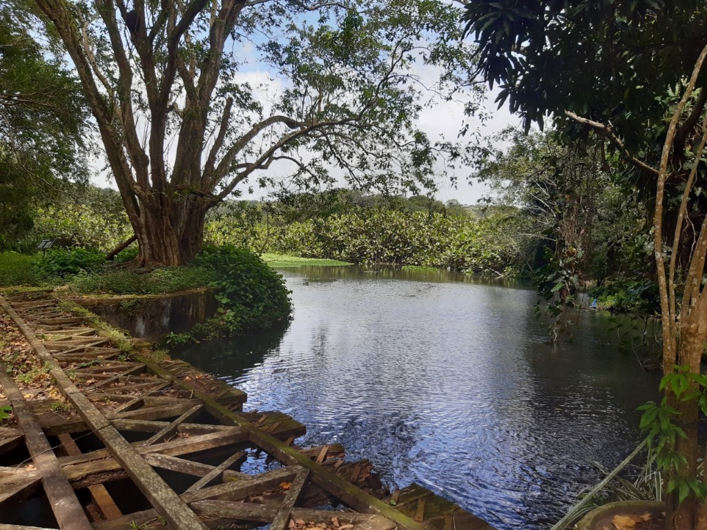 Jardi9m Botânico (Foto Teresa Duarte).jpg