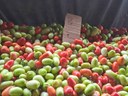 Tomates - Bárbara Wanderley (2).jpeg