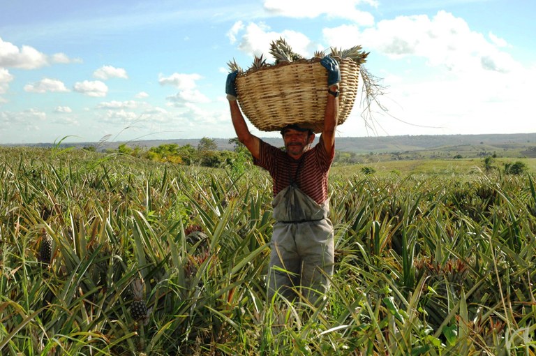 _011Foto do caminhão de abacaxi e plantação-f-Marcos Russo (1).JPG