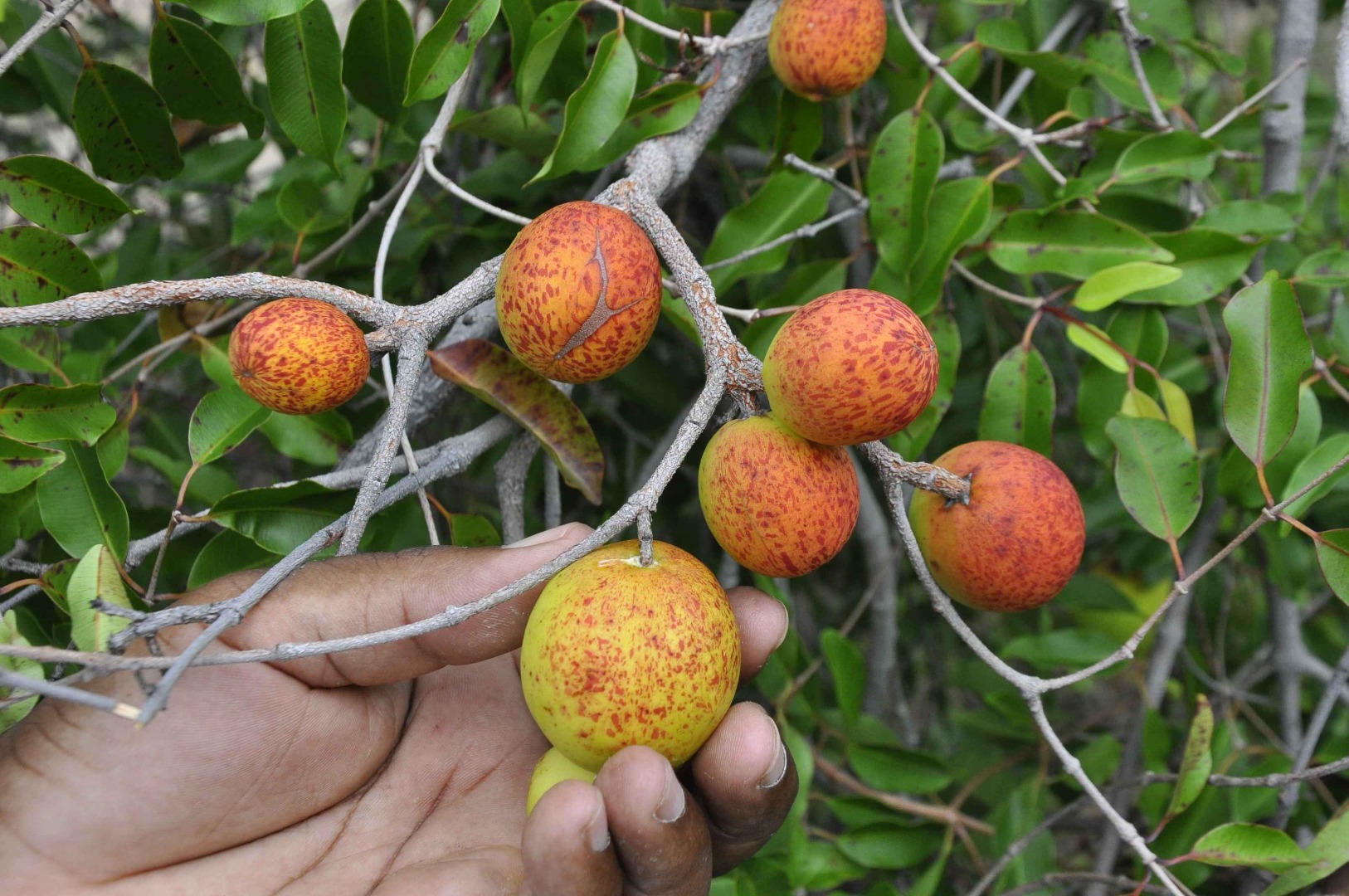 Mangaba © Ortilo Antonio (2).JPG