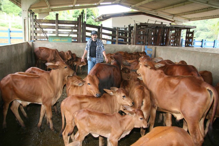 gado © Branco Lucena_Arquivo A União-07.JPG