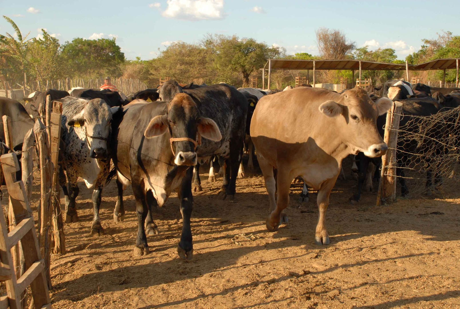 Gado 02 Arquivo A União.jpg
