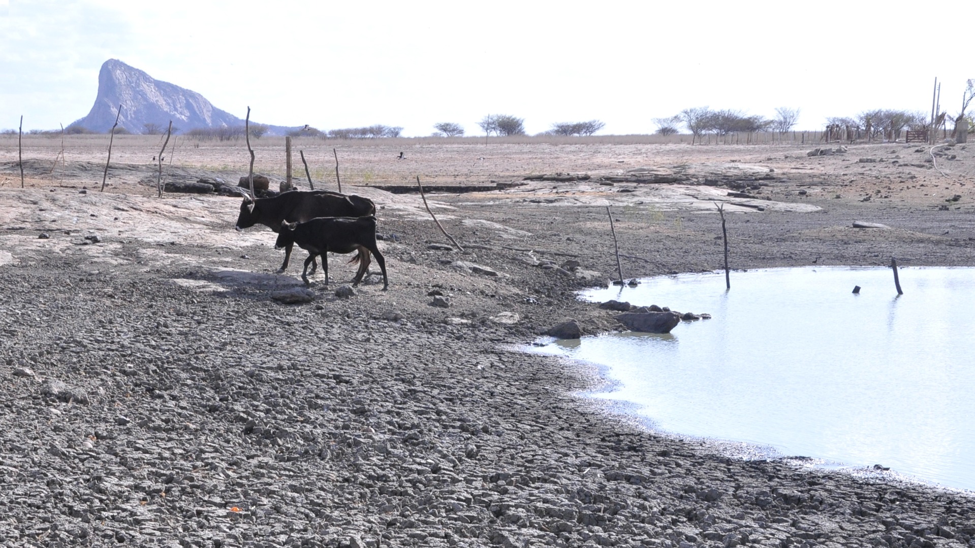 AS VACA DESISTE DE TOMAR ÁGUA LAMACENTA © Ortilo Antonio _ Arquivo A Uniao.JPG