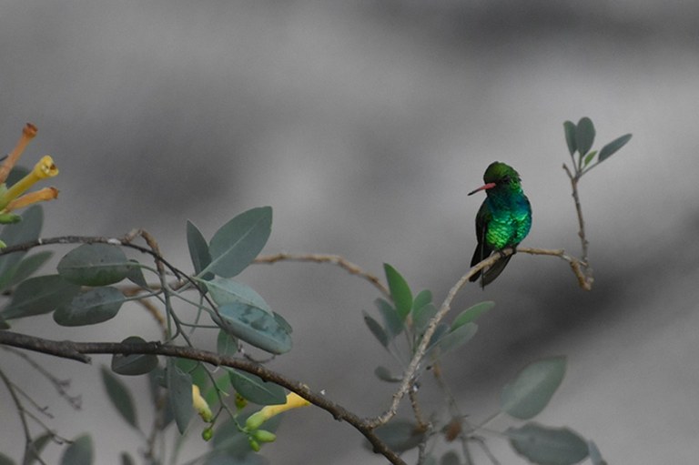 animal_beija flor © roberto guedes (26).JPG