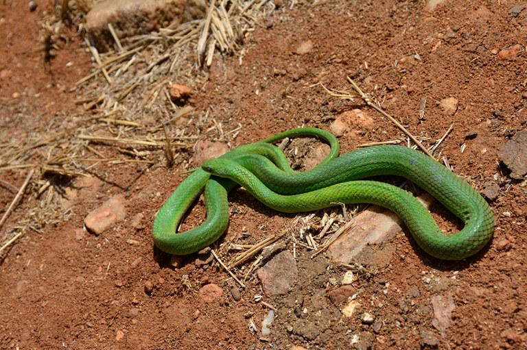 animal_cobra verde © roberto guedes (25).JPG