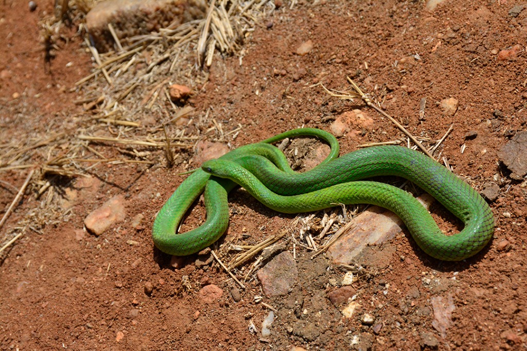 animal_cobra verde © roberto guedes (25).JPG