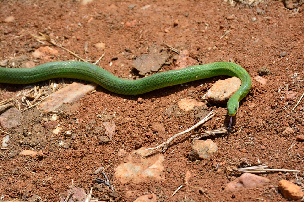 animal_cobra verde © roberto guedes (26).JPG