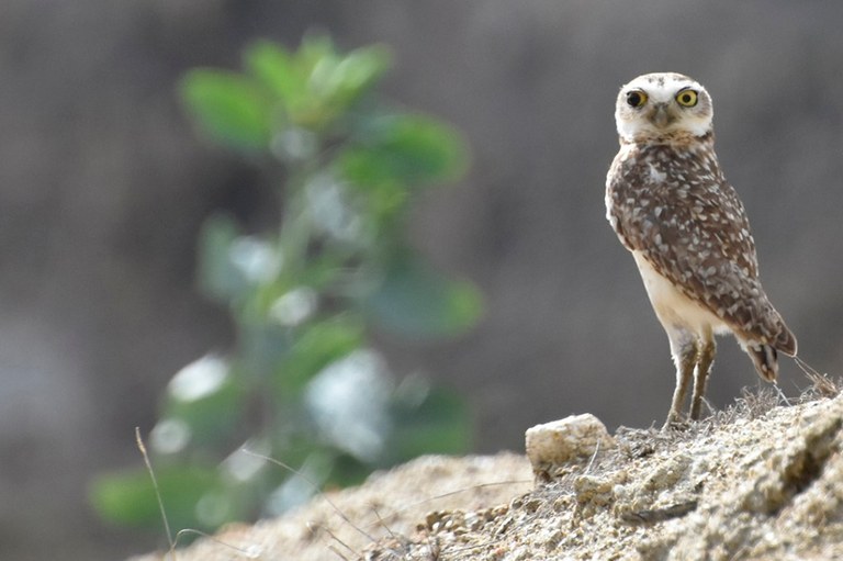 animal_coruja buraqueira © roberto guedes (21).JPG