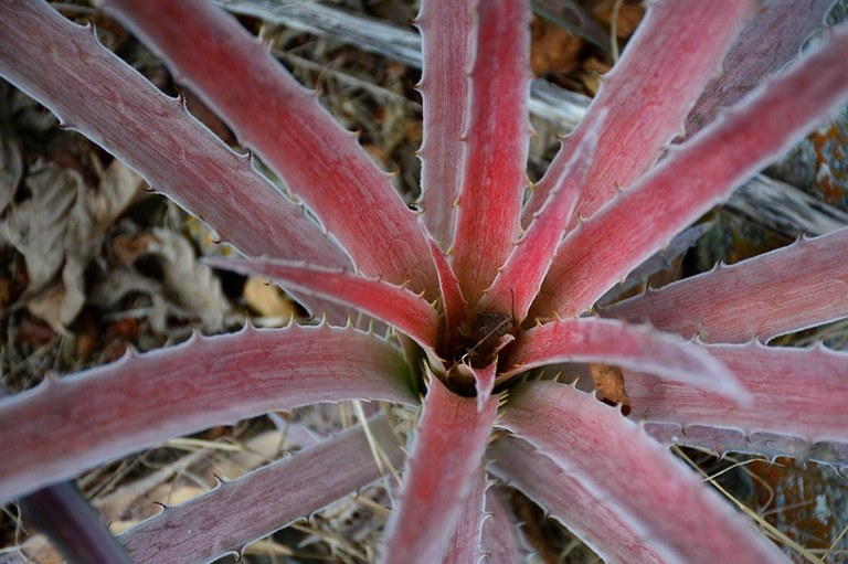 vegetal_croatá © roberto guedes (9).JPG