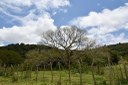 20200915_ÁRIE_ Goiamunduba © roberto guedes (8).JPG