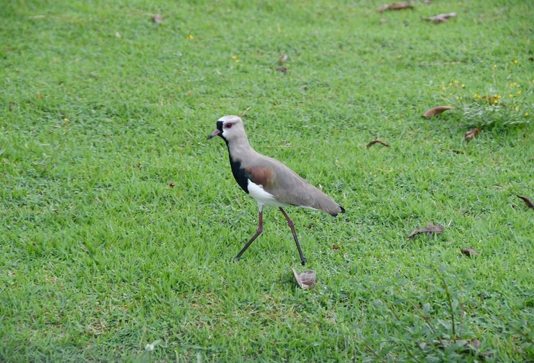 APA mata do buraquinho © roberto guedes (1).JPG