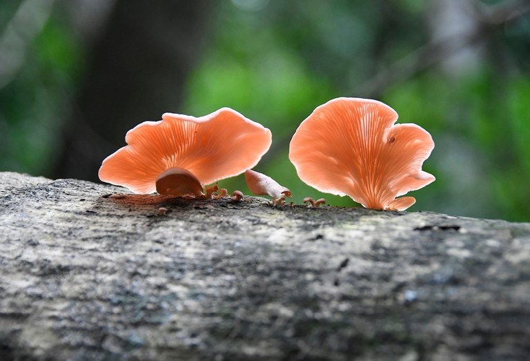 APA mata do buraquinho © roberto guedes (10).JPG