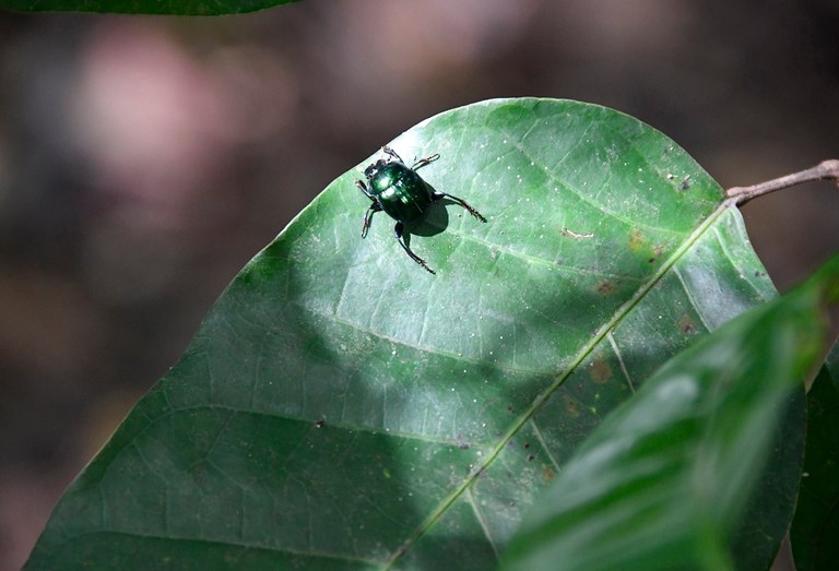 APA mata do buraquinho © roberto guedes (13).JPG