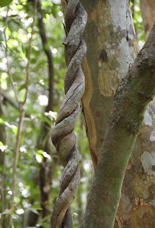 APA mata do buraquinho © roberto guedes (14).JPG