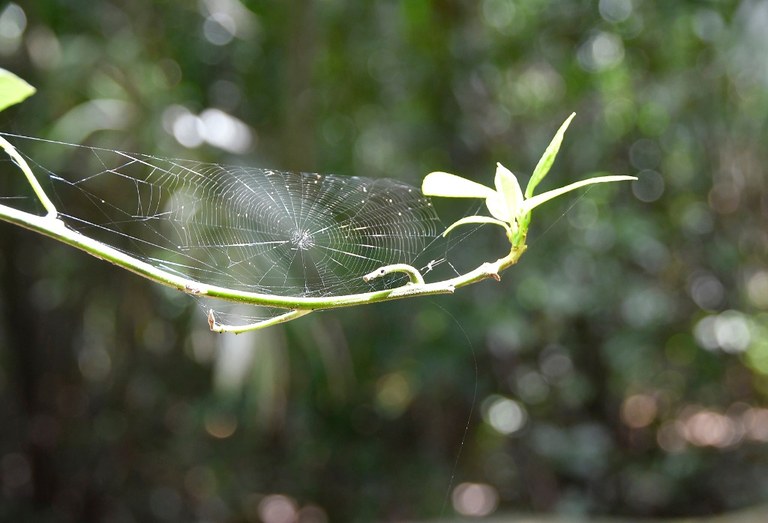 APA mata do buraquinho © roberto guedes (31).JPG