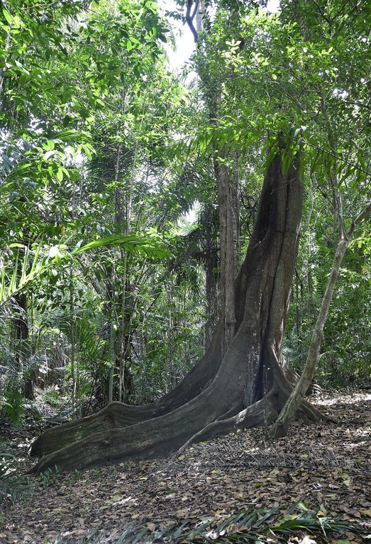 APA mata do buraquinho © roberto guedes (32).JPG