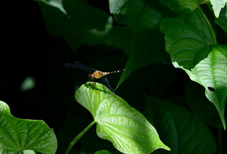 APA mata do buraquinho © roberto guedes (41).JPG