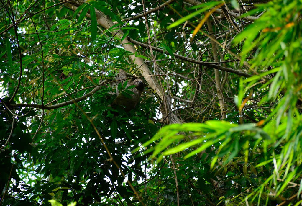 APA mata do buraquinho © roberto guedes (46).JPG