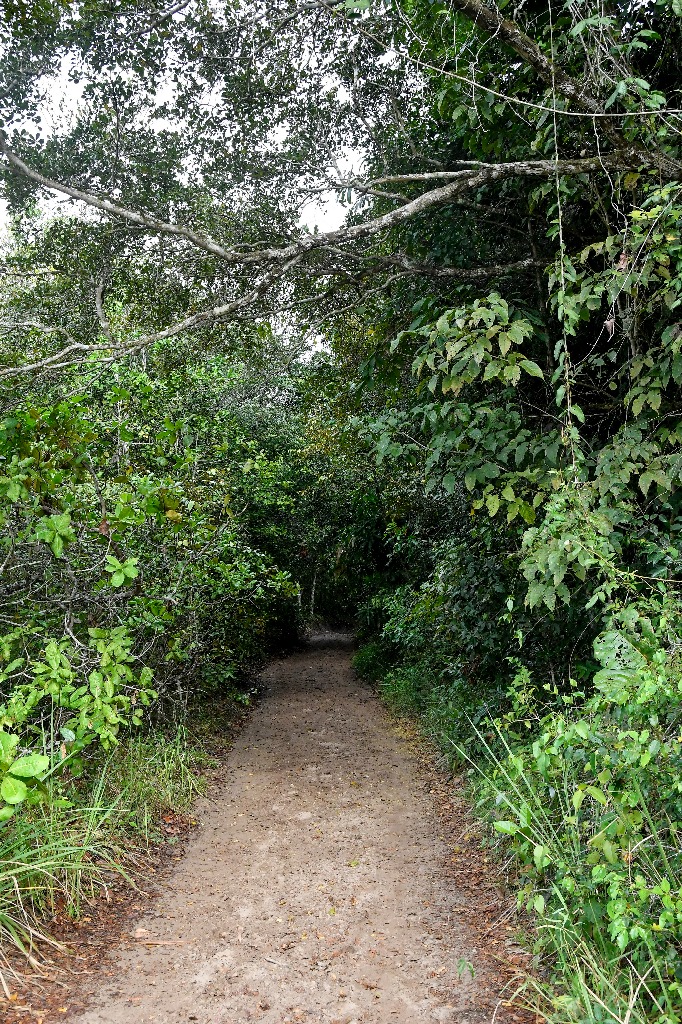 parque estadual da mata do xem xem © roberto guedes (1).jpg