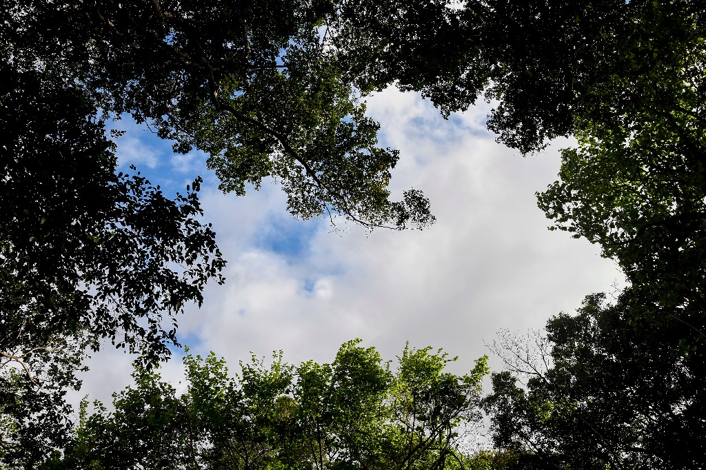 parque estadual da mata do xem xem © roberto guedes (11).jpg