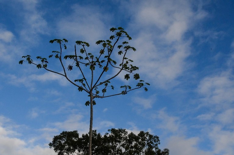 parque estadual da mata do xem xem © roberto guedes (15).jpg