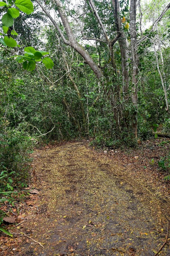 parque estadual da mata do xem xem © roberto guedes (3).jpg