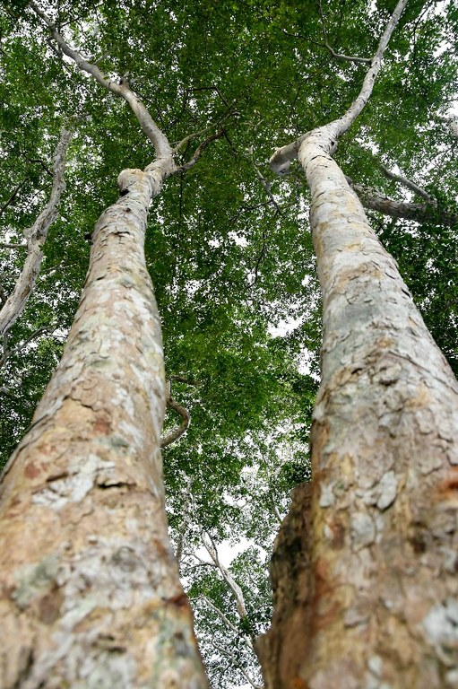 parque estadual da mata do xem xem © roberto guedes (7).jpg