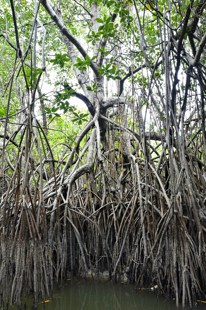 parque estadual trilhas © roberto guedes (10).JPG