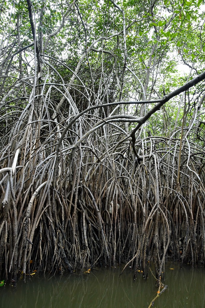 parque estadual trilhas © roberto guedes (11).JPG