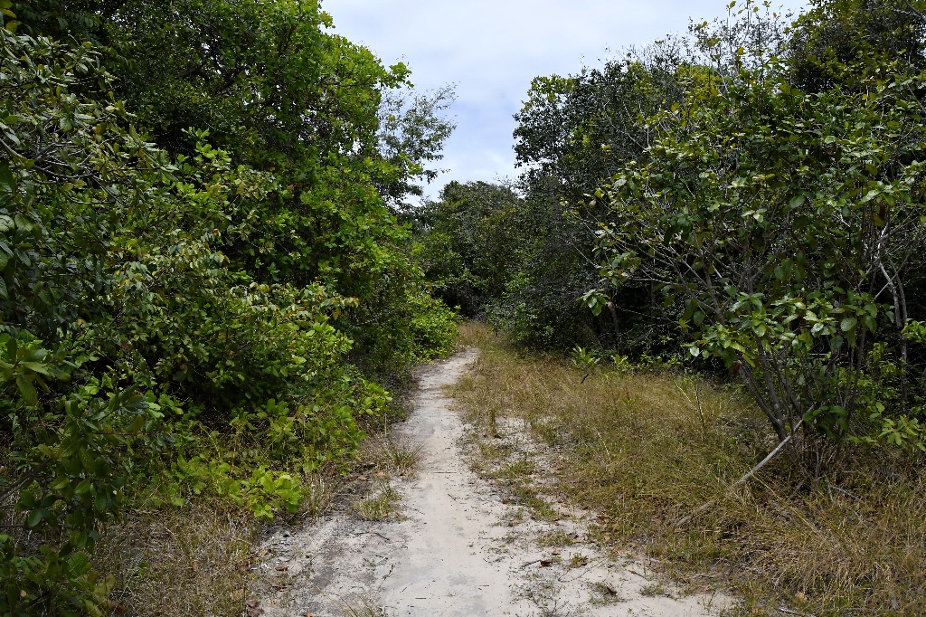 parque estadual trilhas © roberto guedes (16).JPG