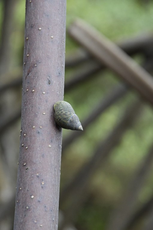 parque estadual trilhas © roberto guedes (23).JPG